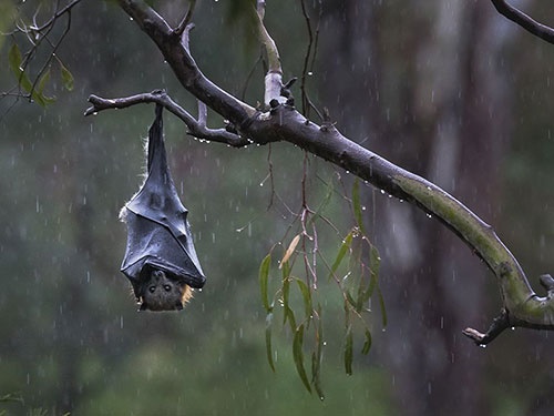 شگفتیهای آفرینش خفاش در نهج البلاغه