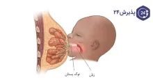 نکاتی مهم در مورد دوران شیردهی