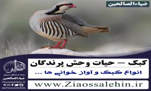 کبک , حجل , ککلیک , کهلیک , حجل الطائر