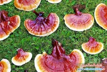 قارچ گانودرما (Ganoderma) یا قارچ جاودانگی