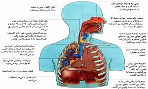 چرخه زندگی