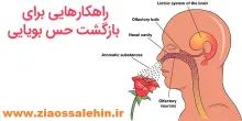 راهکارهایی برای بازگشت حس بویایی