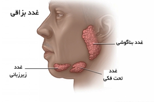 غدد بزاقی