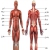 آموزش حرکات بدنسازی با تصاویر - نقشه عضلات بدن