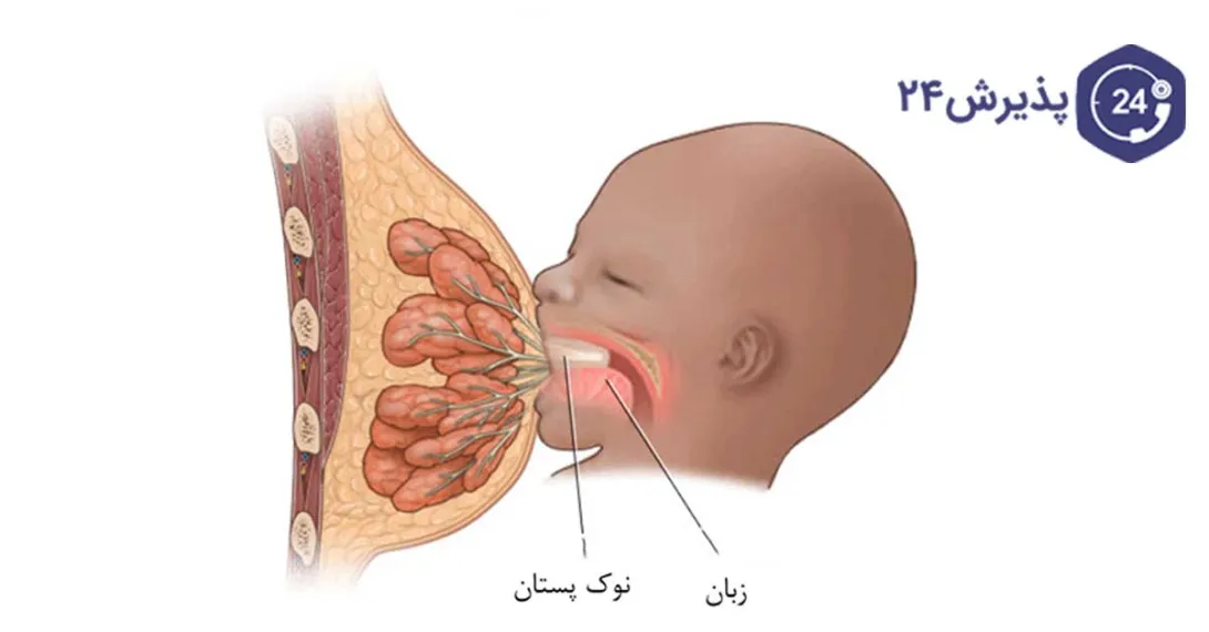 نکاتی مهم در مورد دوران شیردهی