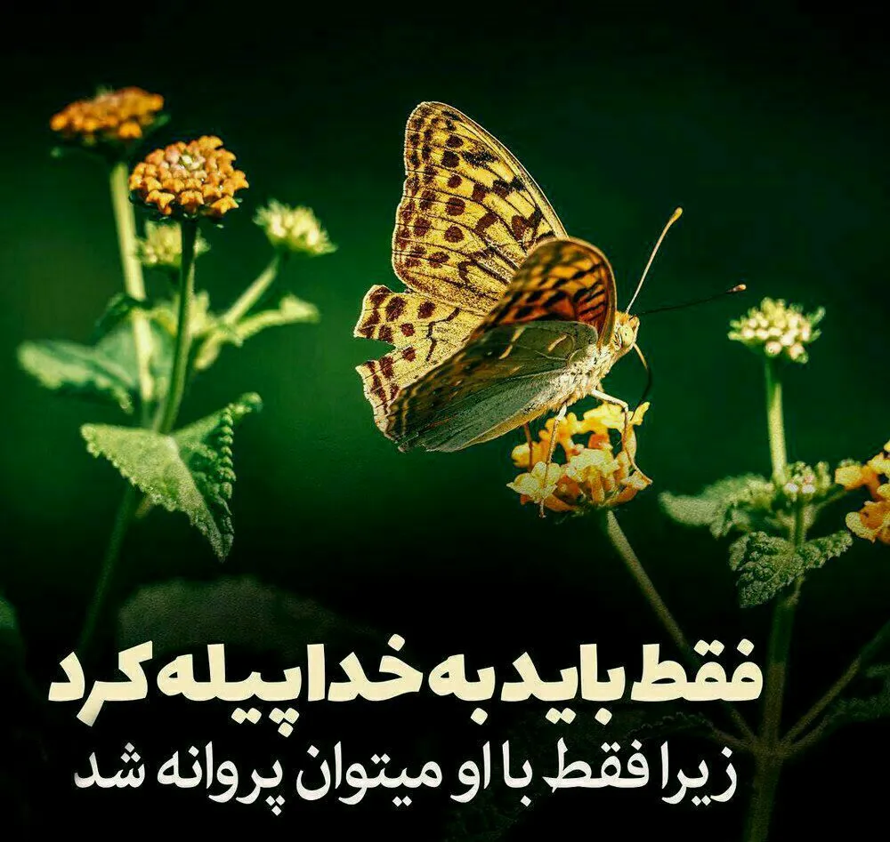 فرصت پروانه شدن