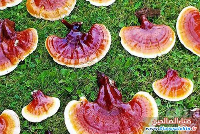 قارچ گانودرما (Ganoderma) یا قارچ جاودانگی