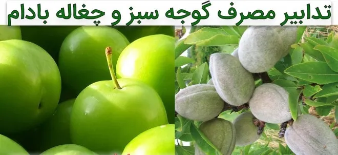 توصیه بهداشتی: گوجه سبز و چغاله بادام